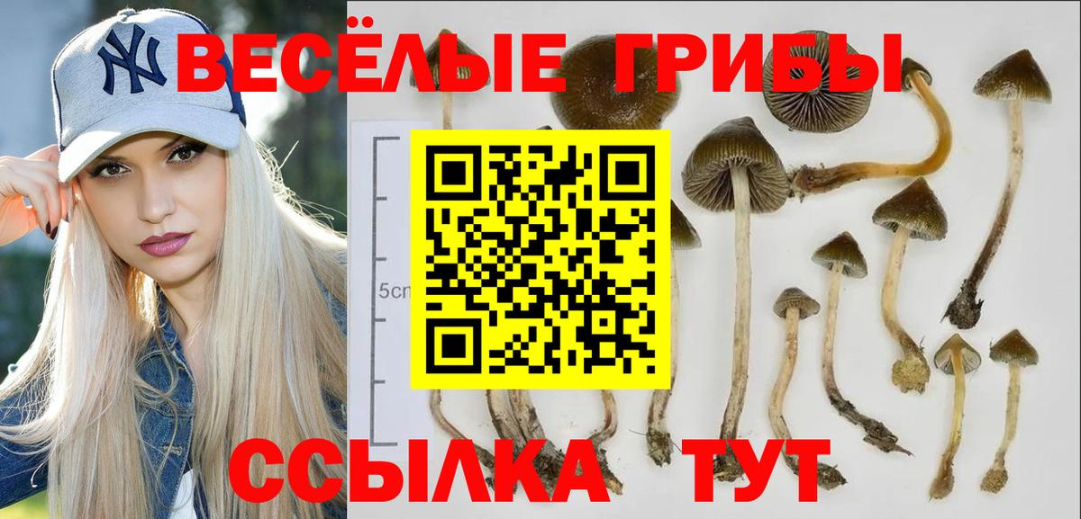 Псилоцибиновые грибы GOLDEN TEACHER  Вход с VPN  Ростов Великий 